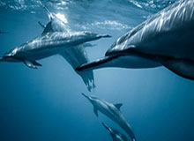 leyu乐鱼体育-【西甲】勒马尔破球荒 特里皮尔2助攻 马竞2比0